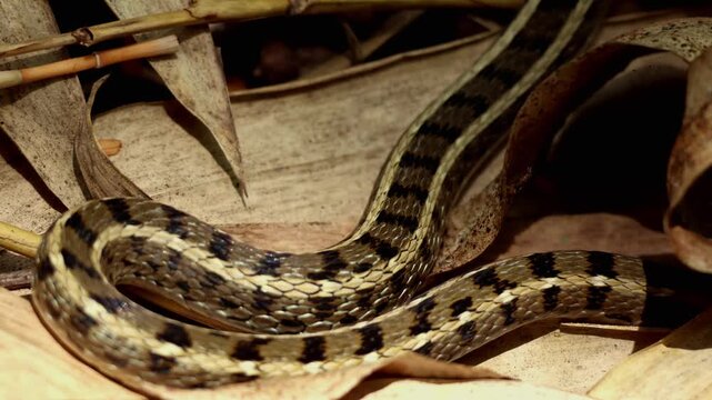 Closeup video of a Buff striped keelback (Amphiesma stolatum) slowly hiding beneath dry fallen leaves on the forest floor during the summer season in Himachal Pradesh, India.