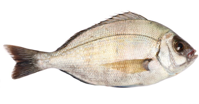 Sargo sea fish, white bream isolated on white background