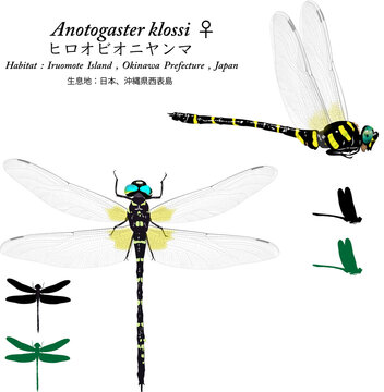 Anotogaster Sieboldii
