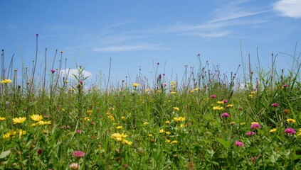 Obraz premium Radiant green grassland displaying a rich variety of flowering and leafy plant life
