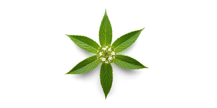 Withania somnifera plant photographed on a plain white backdrop natural medicine theme