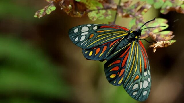 Closeup video of a Harlequin dayflying moth (Campylotes histrionicus) resting calmly on a fresh green leaf in its natural forest habitat during a summer morning in Himachal Pradesh, India.