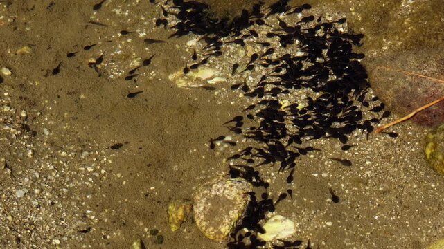 A closeup wildlife video of a large group of black tadpoles and fishes swimming and gathering beneath the clear freshwater surface of a natural mountain water body in Himachal Pradesh, India.