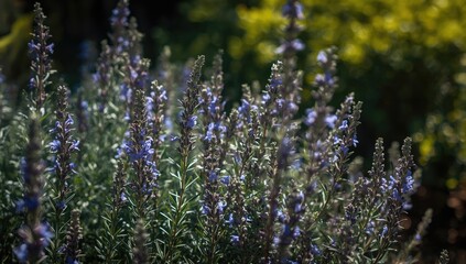 Obraz premium Rosemary shoot with blue flowers flourishing under garden sunlight with copy space