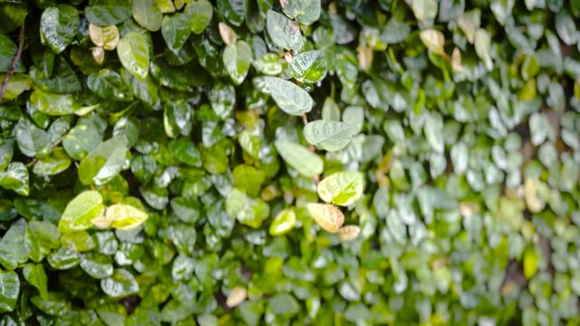 Ficus Pumila Climbing Fig Mixed Yellow Green Wall Coverage Video