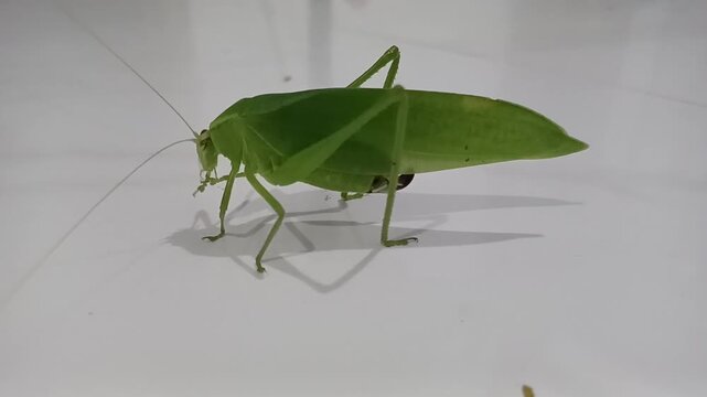 Grasshoppers (often referred to as common grasshoppers) are herbivorous insects of the suborder Caelifera (order Orthoptera).