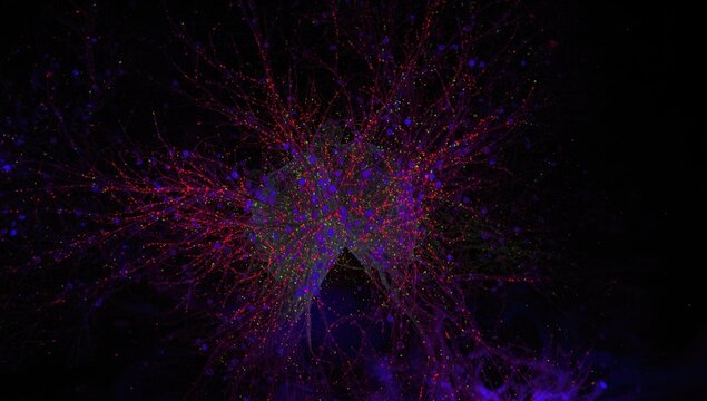 Laser confocal microscopy capturing fluorescence in ventral neural tissue