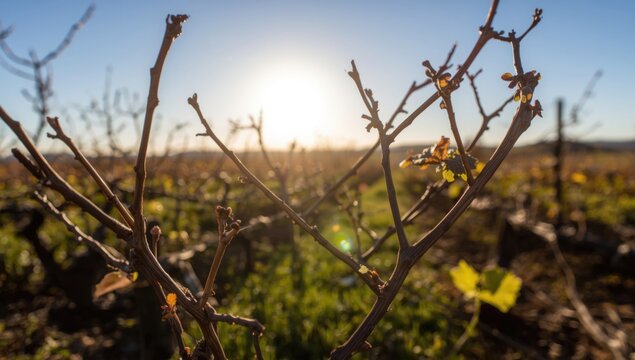 Sun drenched pruned grapevine shoots signaling start of growing cycle