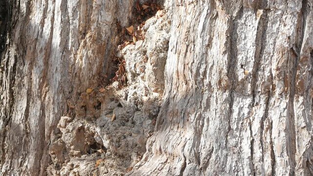 Beautiful texture of japanese pine tree bark with shadow and sunlight on textured surface. Closeup view of peaceful nature tree textured