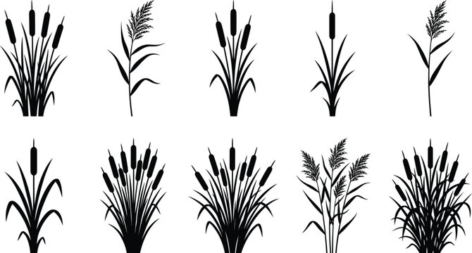 Reed and cattail silhouettes collection botanical wetland grass elements