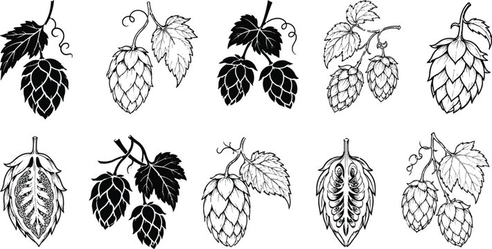 Hand drawn hop cone collection vintage botanical brewing illustration set