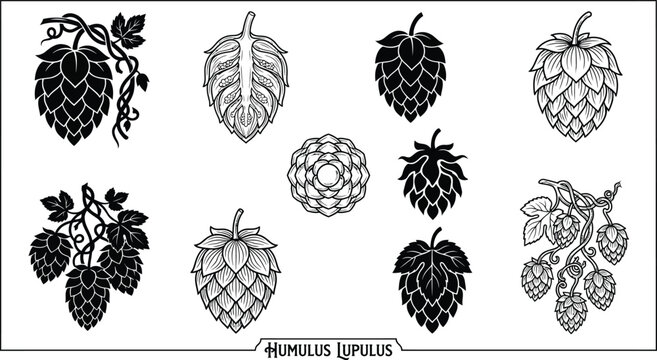 Vintage hop cone botanical collection brewing ingredient engraved illustration set
