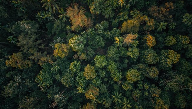 Vertical aerial view revealing extensive tropical dipterocarp forest within a pristine lowland ecosystem