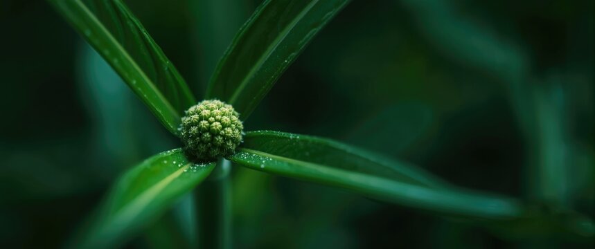 Macro view of spherical plant propagule growing at leaf intersections used in natural Asian meals