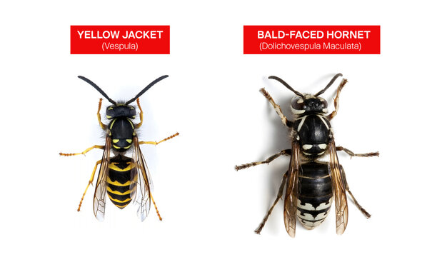 Yellow Jacket wasp vs bald-faced hornet. Wasp pest services