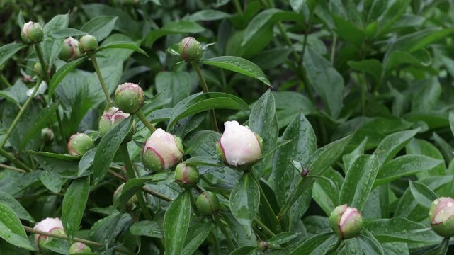 water drops on peony buds in garden summer natural background