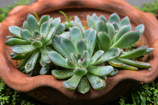 Echeveria succulent plants growing outdoor in garden. Echeveria is a large genus of over 150 species of succulent plants in the stonecrop family (Crassulaceae).