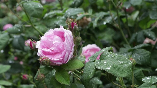 damask roses with water drops green nature background.