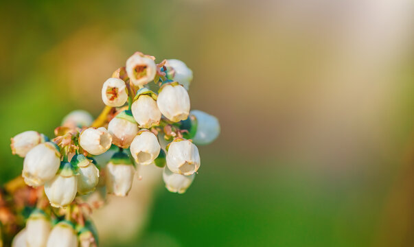 Blueberry blossom macro with soft bokeh background