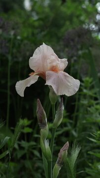 iris flower rain weather in summer garden.