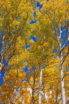 Quaking Aspen on a Clear Autumn Day