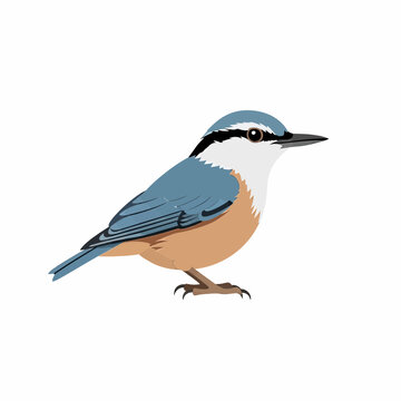 Small nuthatch bird illustration in flat style