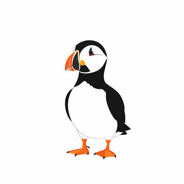 Cute atlantic puffin bird vector illustration