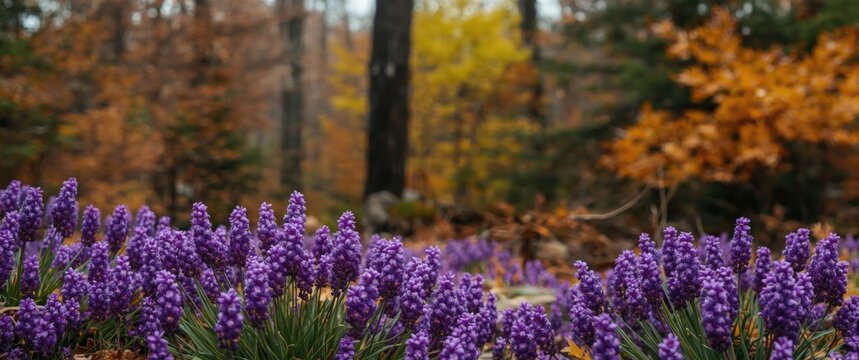 Vibrant purple alpine blossom with fall foliage on early spring day