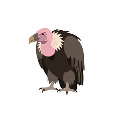 Obraz premium Illustration of a wild vulture standing