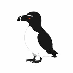 Fototapeta premium Razorbill bird standing in a side view illustration