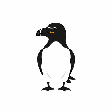 Black and white razorbill seabird illustration