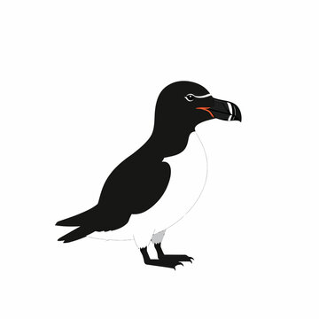 Simple illustration of a black and white razorbill bird