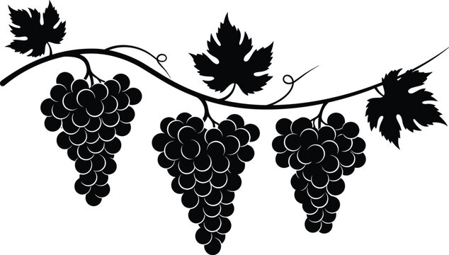 Stylized black silhouette of grapevine with three grape clusters and serrated leaves in decorative symmetrical design for vineyard nature themes
