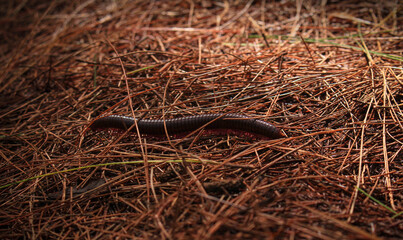 Fototapeta premium Macro shot of a millipede crawling on a forest floor covered with dry pine needles.