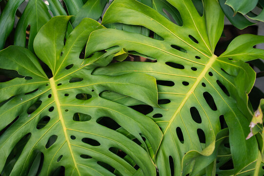 Close-up texture of a large green tropical leaf with prominent veins.