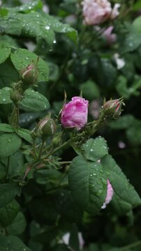 ose buds with water drops in summer green background