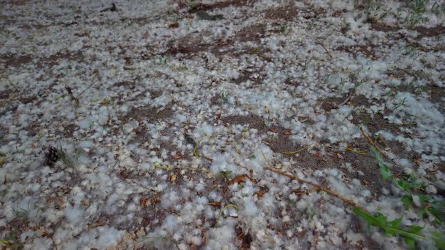 Poplar pollen that falls from trees and accumulates on the ground can trigger allergies in late spring.