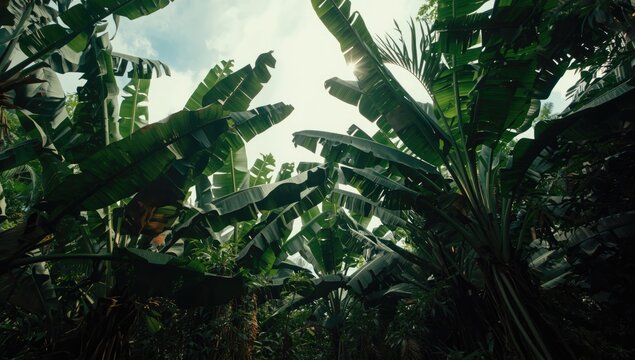 Lush saba banana plants rising to impressive heights