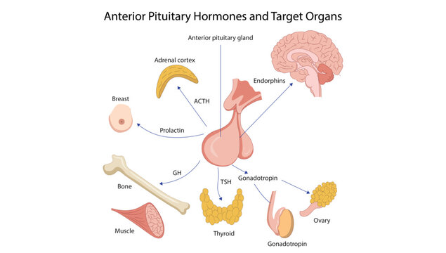 Anterior Pituitary Hormones and Target Organs, anterior pituitary hormones and their target organs, highlighting hormonal regulation of growth, metabolism, reproduction, and stress responses.