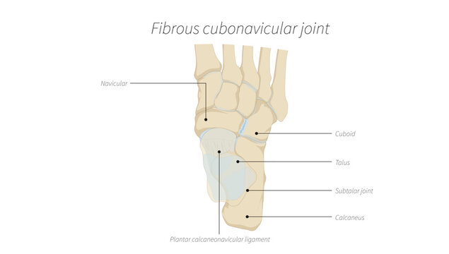 Fibrous Cubonavicular Joint of the Foot Anatomy, surrounding tarsal bones, highlighting its role in foot structure and stability.