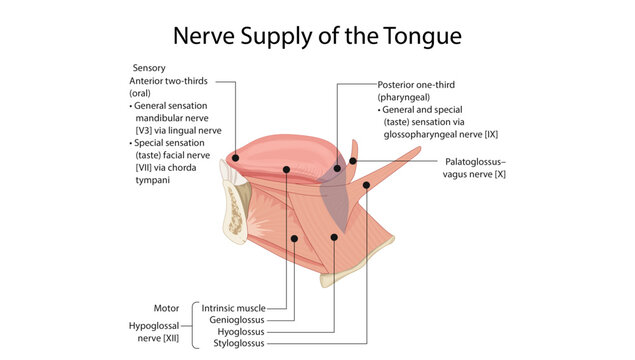 Nerve Supply of the Tongue, Detailed anatomical illustration showing the sensory, taste, and motor innervation of the tongue by cranial nerves V, VII, IX, X, and XII.