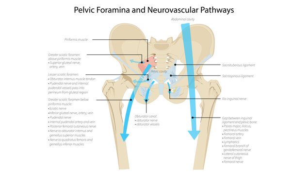 Pelvic Foramina and Neurovascular Pathways, the greater and lesser sciatic foramina, obturator canal, and the passage of major nerves and vessels through the pelvis.