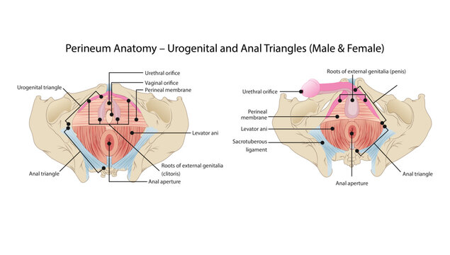 Perineum Anatomy &ndash; Urogenital and Anal Triangles (Male & Female), the urogenital and anal triangles, pelvic floor structures, and key anatomical landmarks in both male and female pelvis.