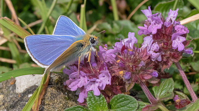 Blue butterfly resting on a cluster of small purple thyme flowers in nature with butterfly