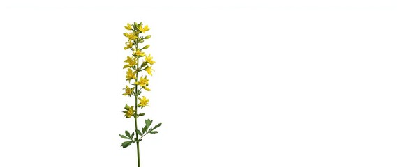 Isolated yellow flowering Melilotus officinalis plant on plain white background