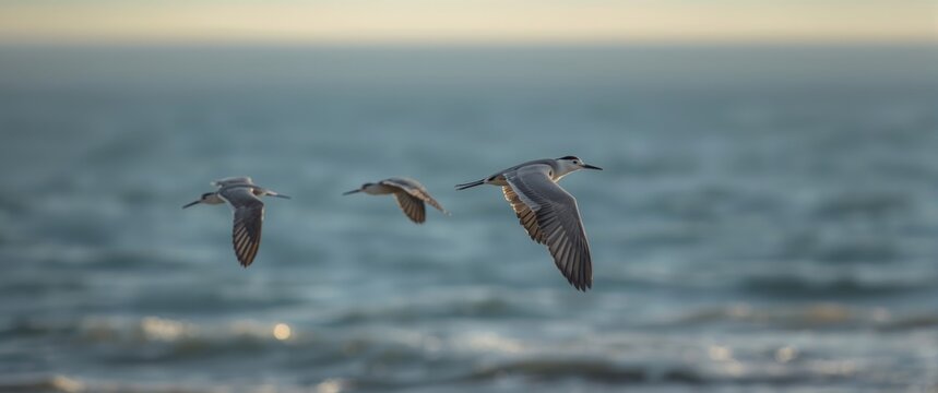 Pair of pale bellied Brant birds gliding above the open sea