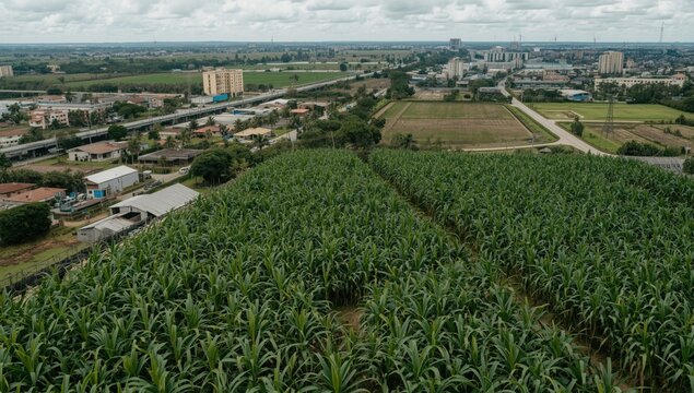 Sugar cane farming area contiguous with urban expansion exemplifying agriculture meets development