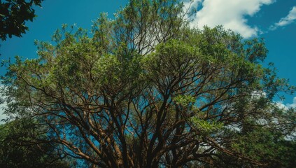 Fototapeta premium Overhead view focusing on a thick, flourishing canopy of forest trees