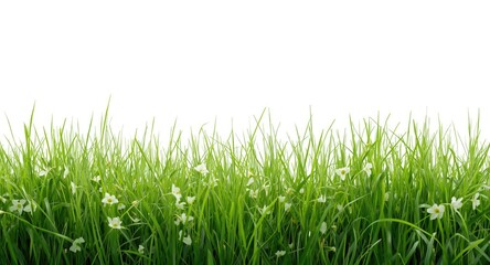 Obraz premium Panoramic view of bright green grass with delicate white flowers on a white background
