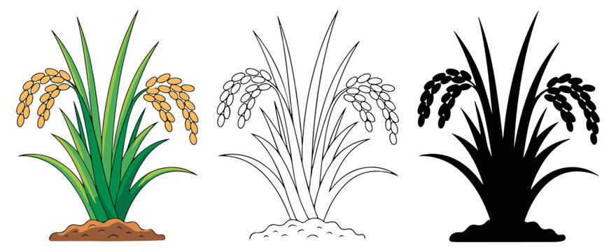 rice paddy plant icon set vector